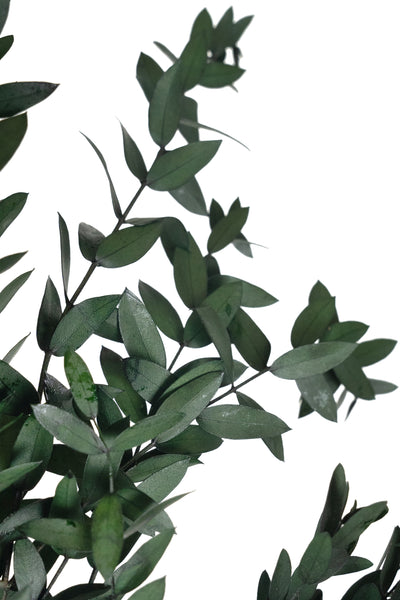 Crenguta conservata de Eucalipt parvifolia H60-70 cm verde inchis RR1