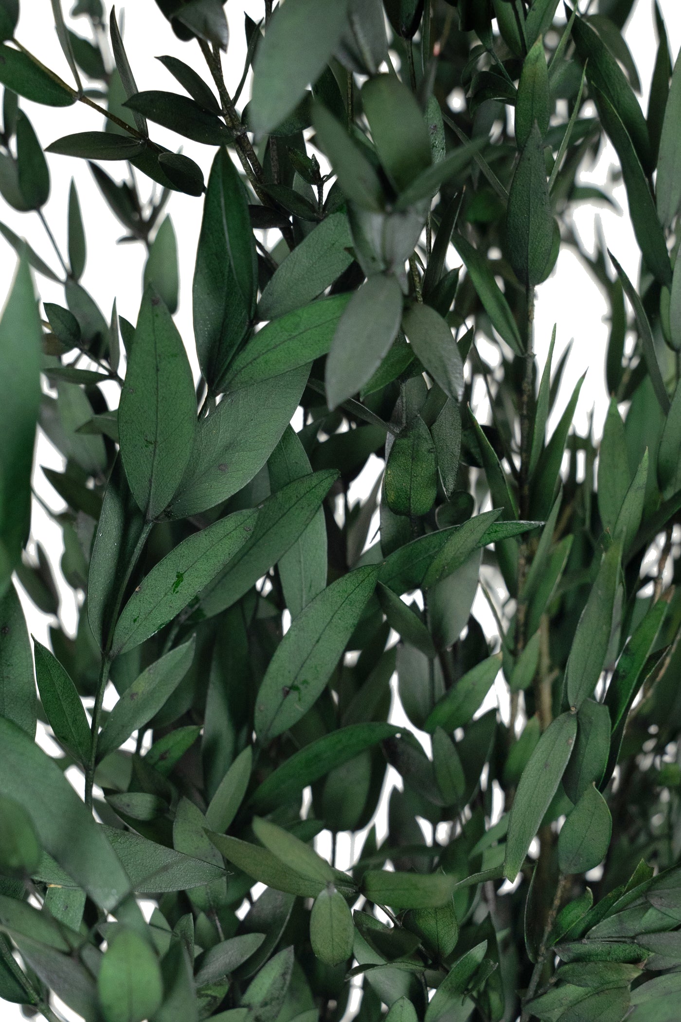 Crenguta conservata de Eucalipt parvifolia H60-70 cm verde inchis RR1