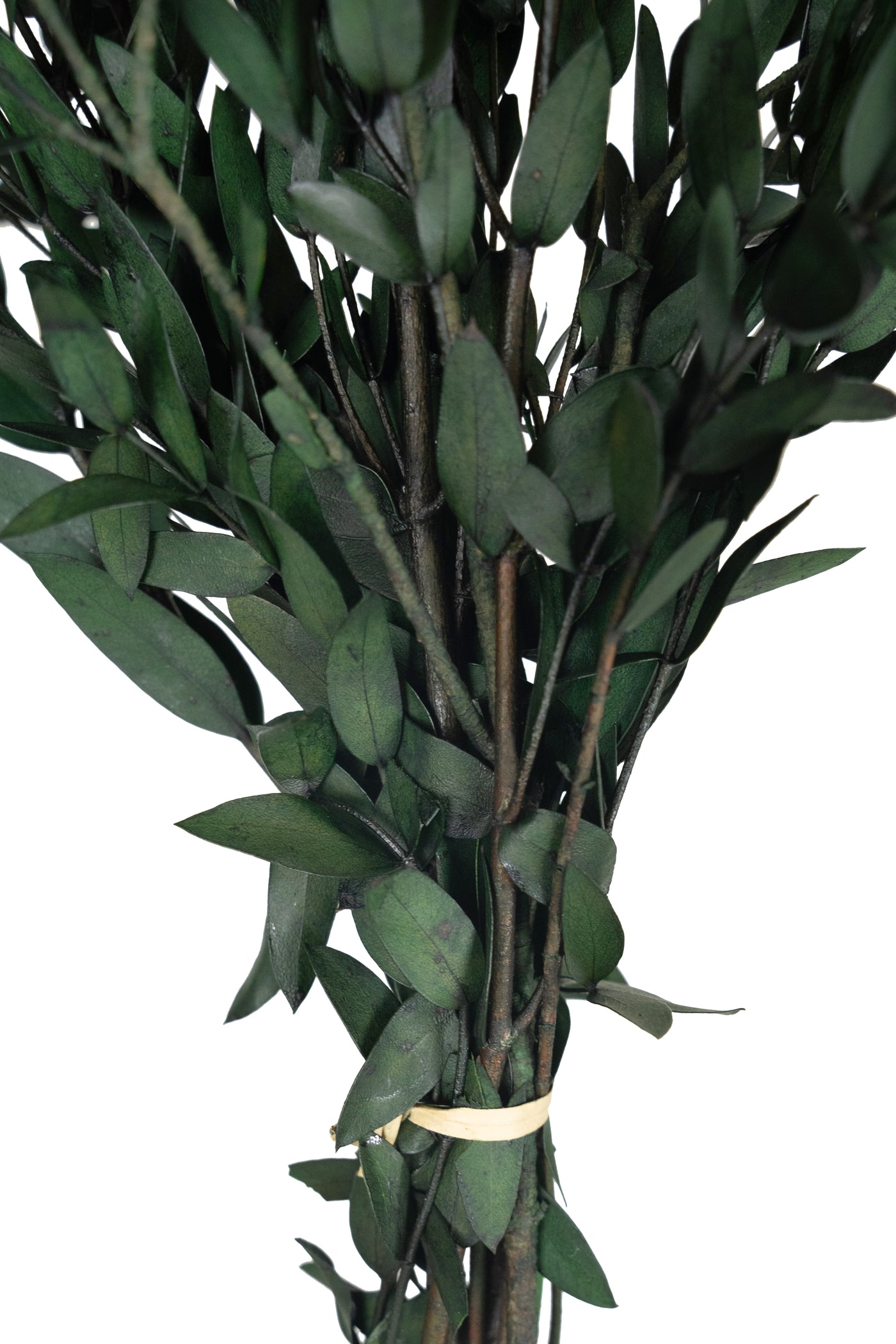 Crenguta conservata de Eucalipt parvifolia H60-70 cm. verde inchis RR1