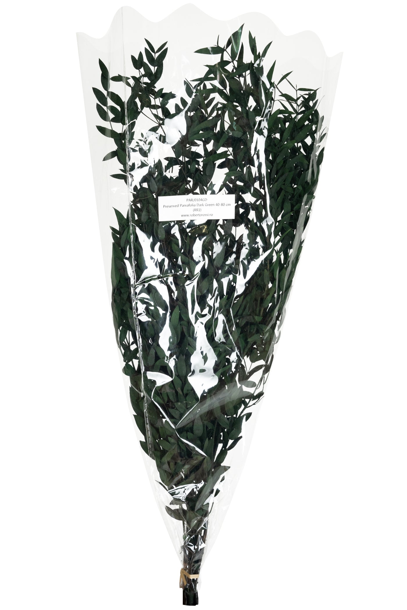 Crenguta conservata de Eucalipt parvifolia H60-70 cm verde inchis RR1