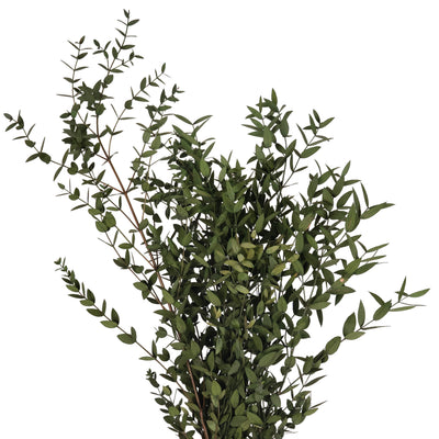 Crenguta conservata de Eucalipt parvifolia H60-70 cm verde masliniu