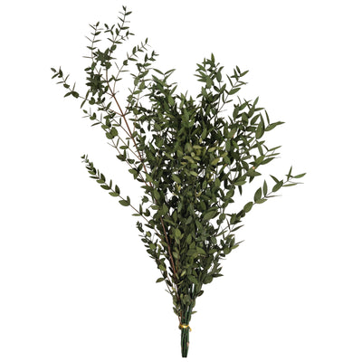 Crenguta conservata de Eucalipt parvifolia H60-70 cm verde masliniu