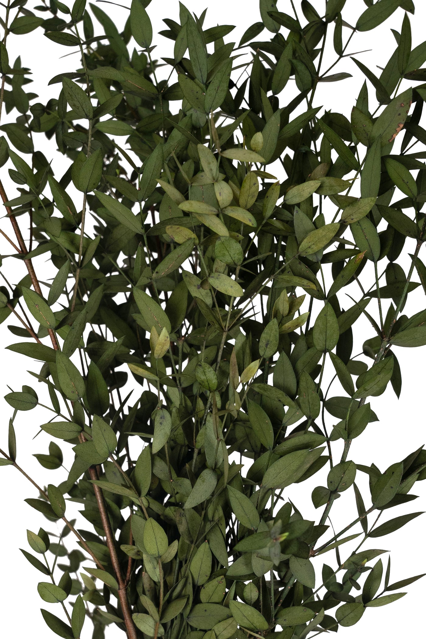 Crenguta conservata de Eucalipt parvifolia H60-70 cm verde masliniu