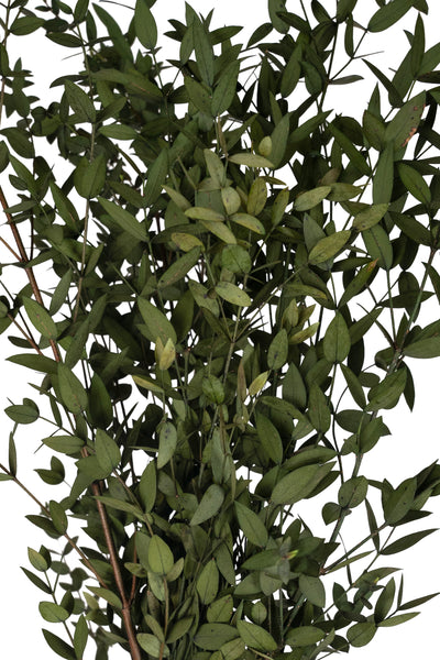 Crenguta conservata de Eucalipt parvifolia H60-70 cm verde masliniu