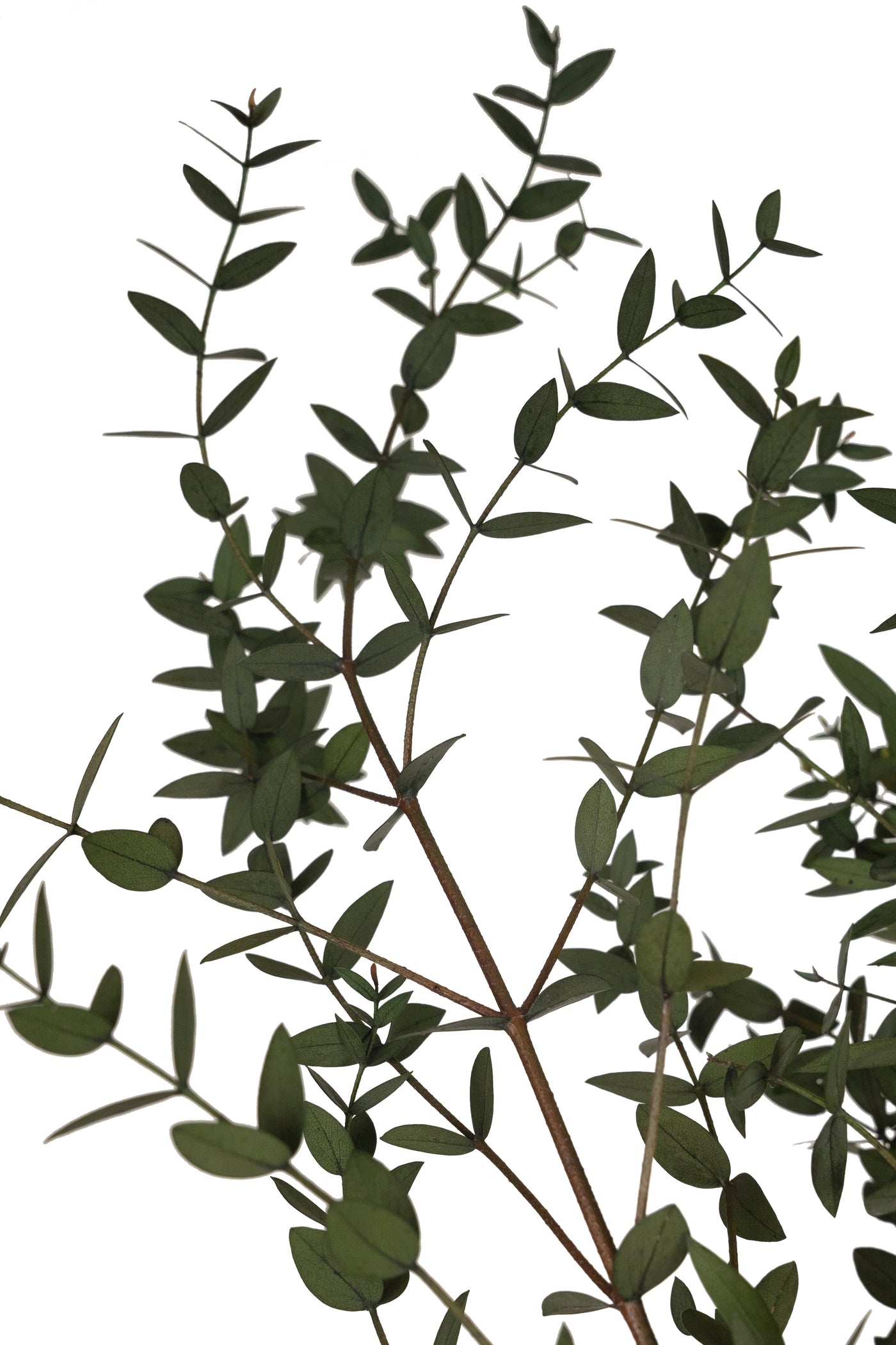 Crenguta conservata de Eucalipt parvifolia H60-70 cm verde masliniu