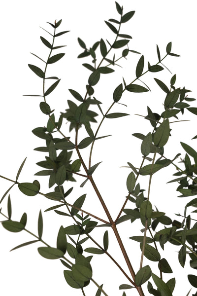 Crenguta conservata de Eucalipt parvifolia H60-70 cm verde masliniu