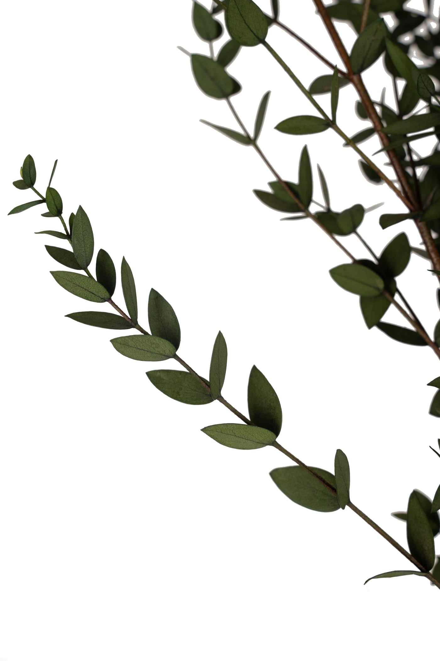 Crenguta conservata de Eucalipt parvifolia H60-70 cm verde masliniu