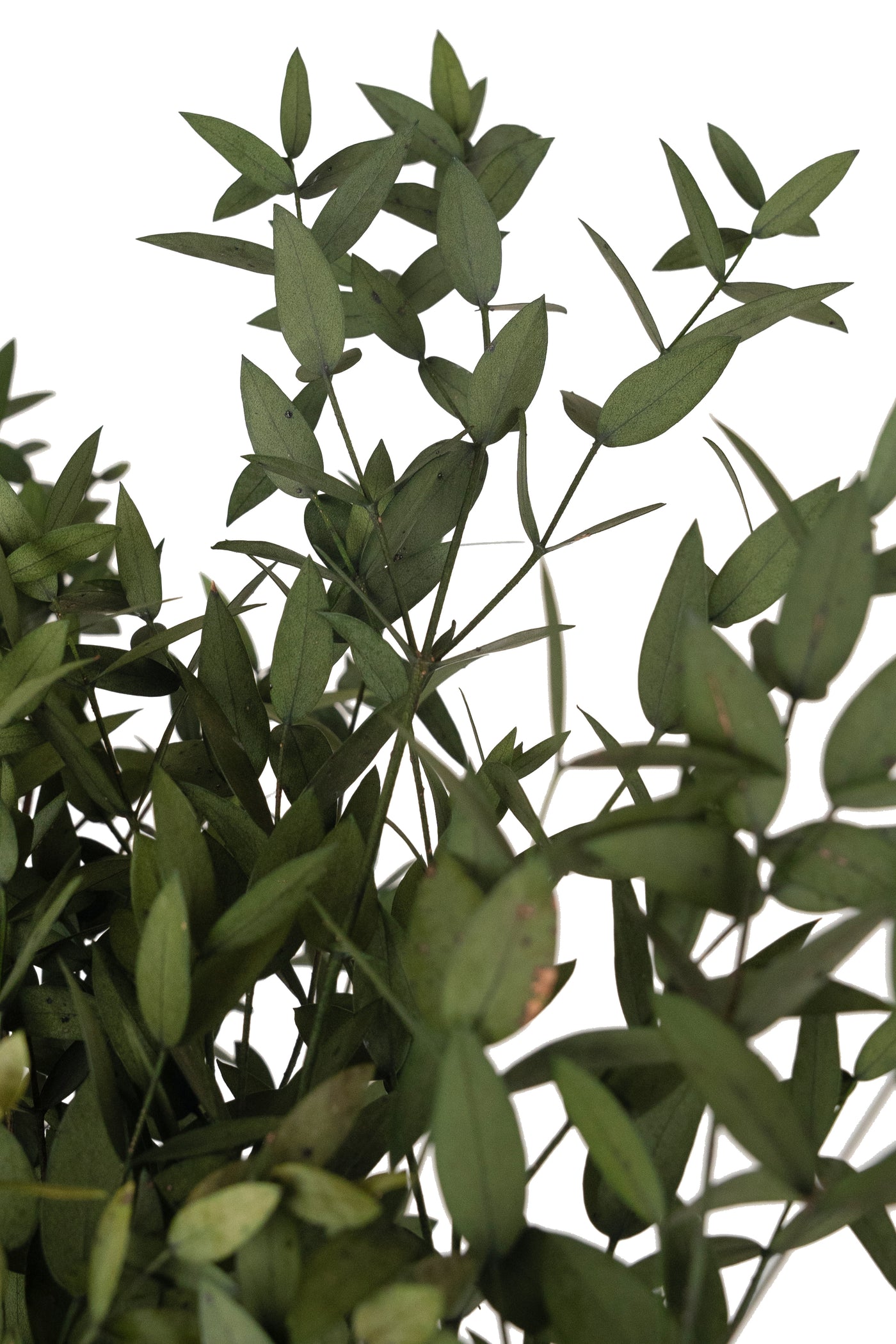 Crenguta conservata de Eucalipt parvifolia H60-70 cm verde masliniu