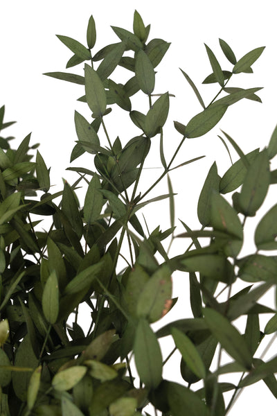 Crenguta conservata de Eucalipt parvifolia H60-70 cm verde masliniu