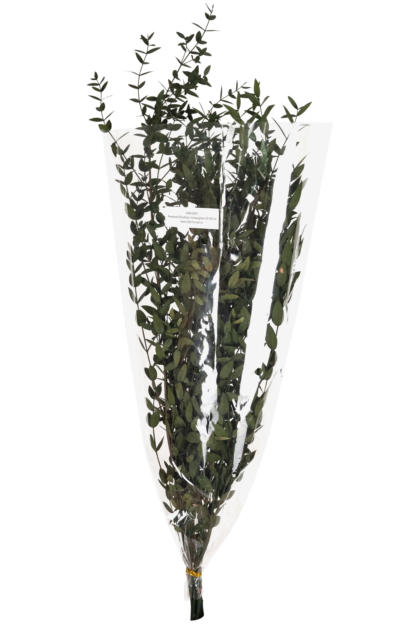 Crenguta conservata de Eucalipt parvifolia H60-70 cm verde masliniu