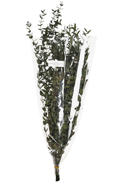 Crenguta conservata de Eucalipt parvifolia H60-70 cm verde masliniu