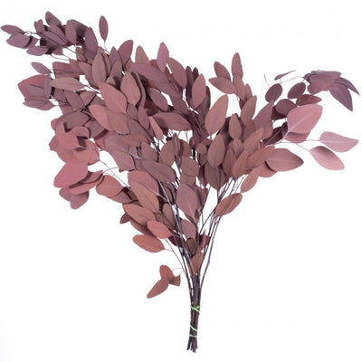 Crenguta conservata de Eucalipt populus H40-80 cm. rosu