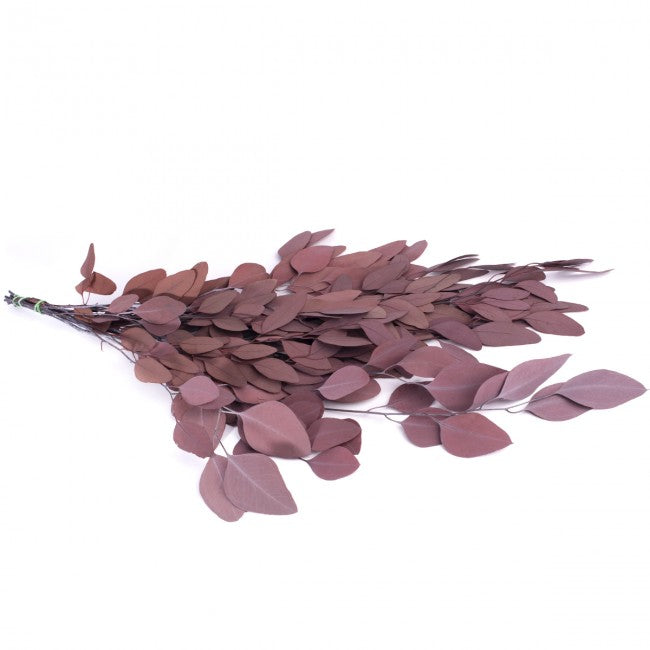 Crenguta conservata de Eucalipt populus H40-80 cm. rosu