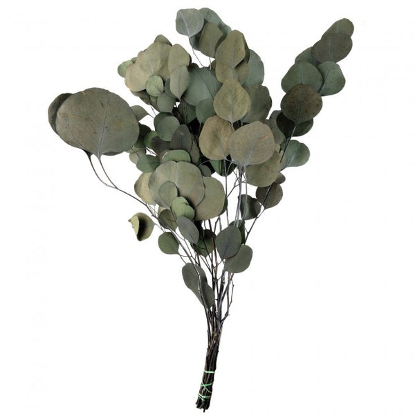 Legatura Crenguta conservata de Eucalipt populus H40-80 cm. verde-gri