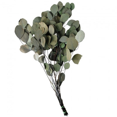 Crenguta conservata de Eucalipt populus H40-80 cm. verde-gri