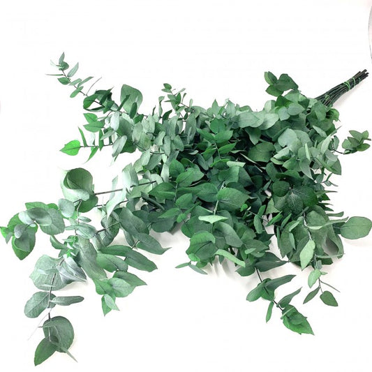 Crenguta conservata de Eucalipt stuartiana H50-80 cm verde