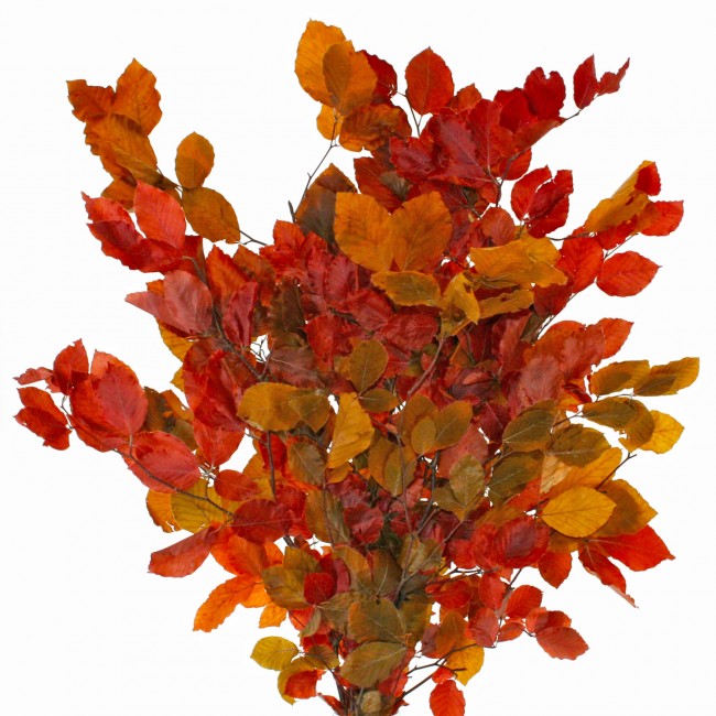 Crenguta conservata de Fag H50-80 cm. caramiziu