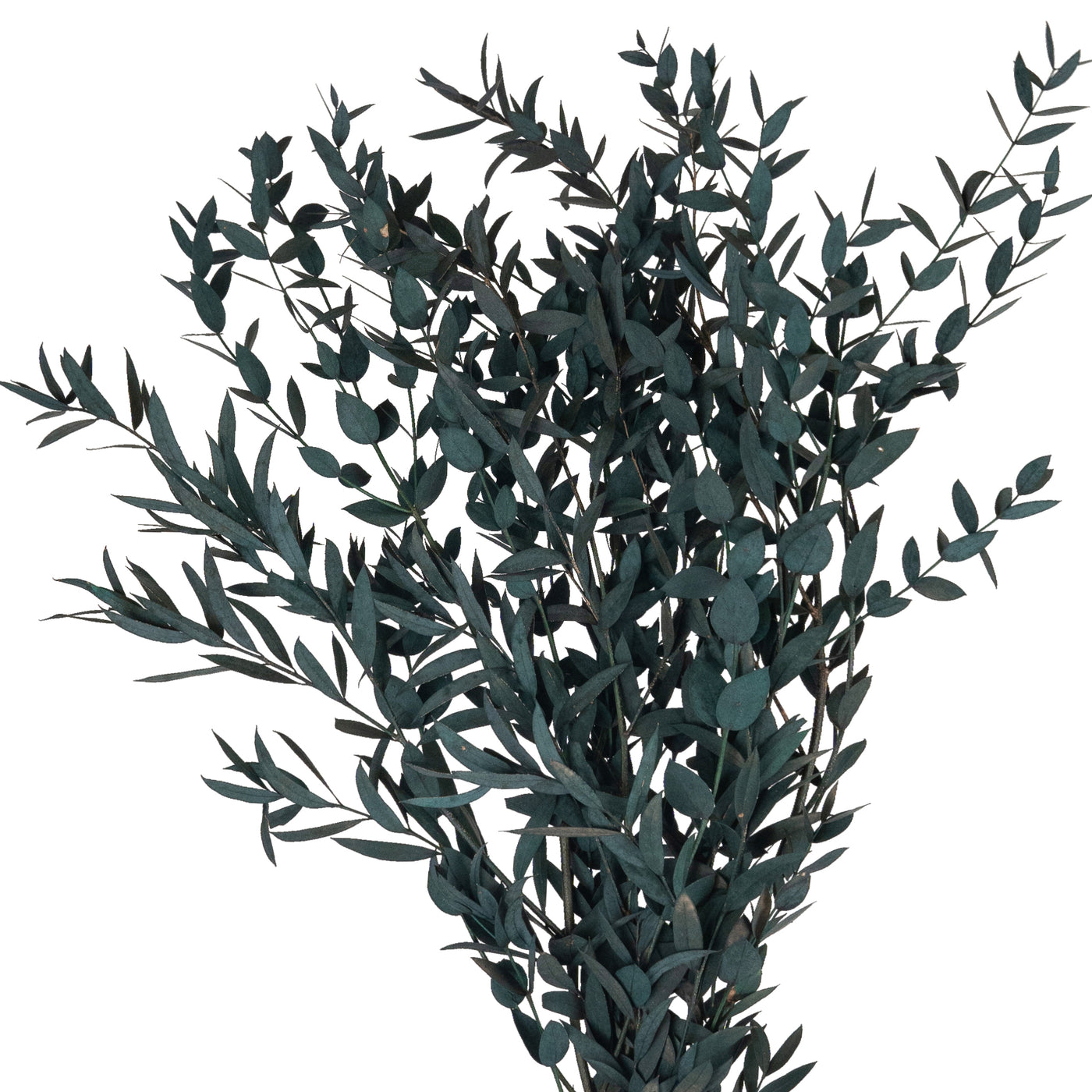 Crenguta conservata de Gume Eucalipt blue H60-70 cm verde albastrui