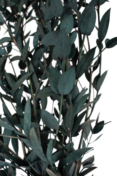 Crenguta conservata de Gume Eucalipt blue H60-70 cm. verde albastrui