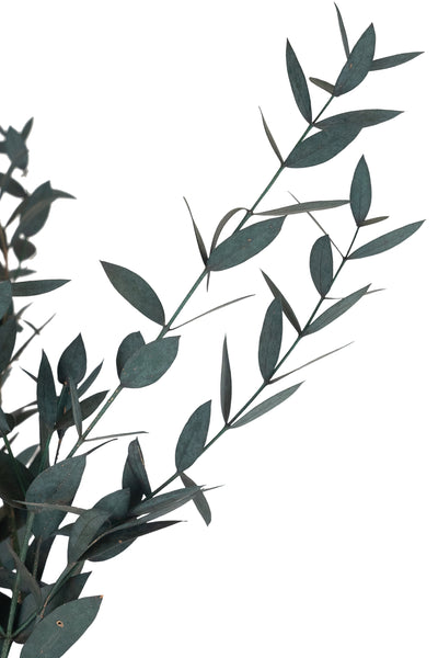 Crenguta conservata de Gume Eucalipt blue H60-70 cm. verde albastrui