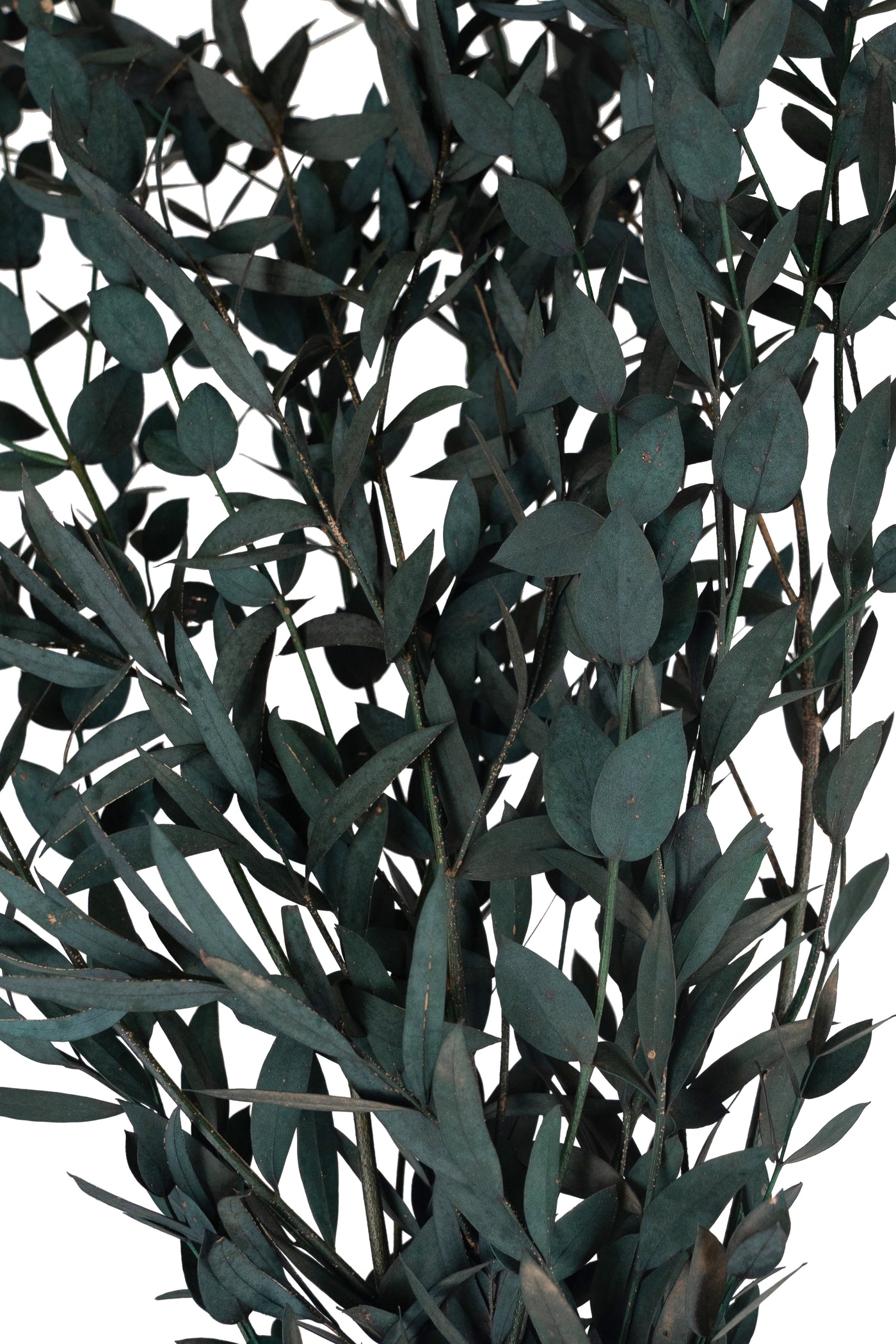 Crenguta conservata de Gume Eucalipt blue H60-70 cm verde albastrui