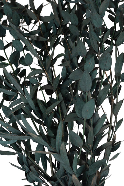 Crenguta conservata de Gume Eucalipt blue H60-70 cm verde albastrui