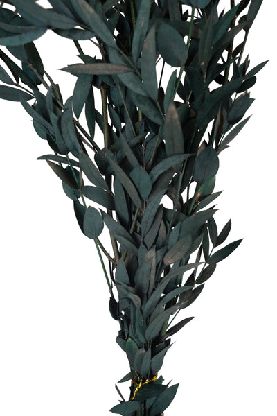 Crenguta conservata de Gume Eucalipt blue H60-70 cm. verde albastrui