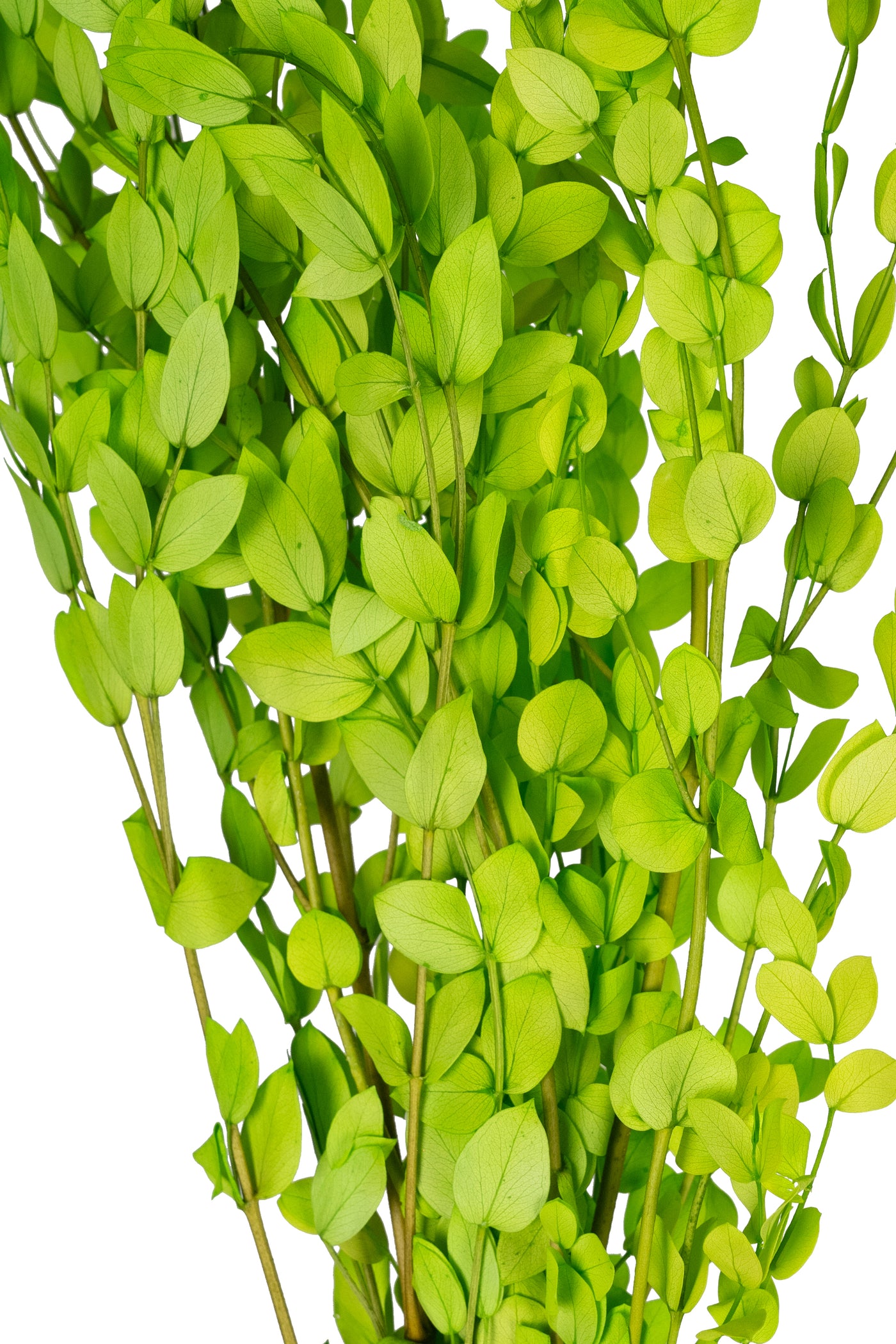 Crenguta conservata de Gume Eucalipt blue H60-70 cm. verde deschis