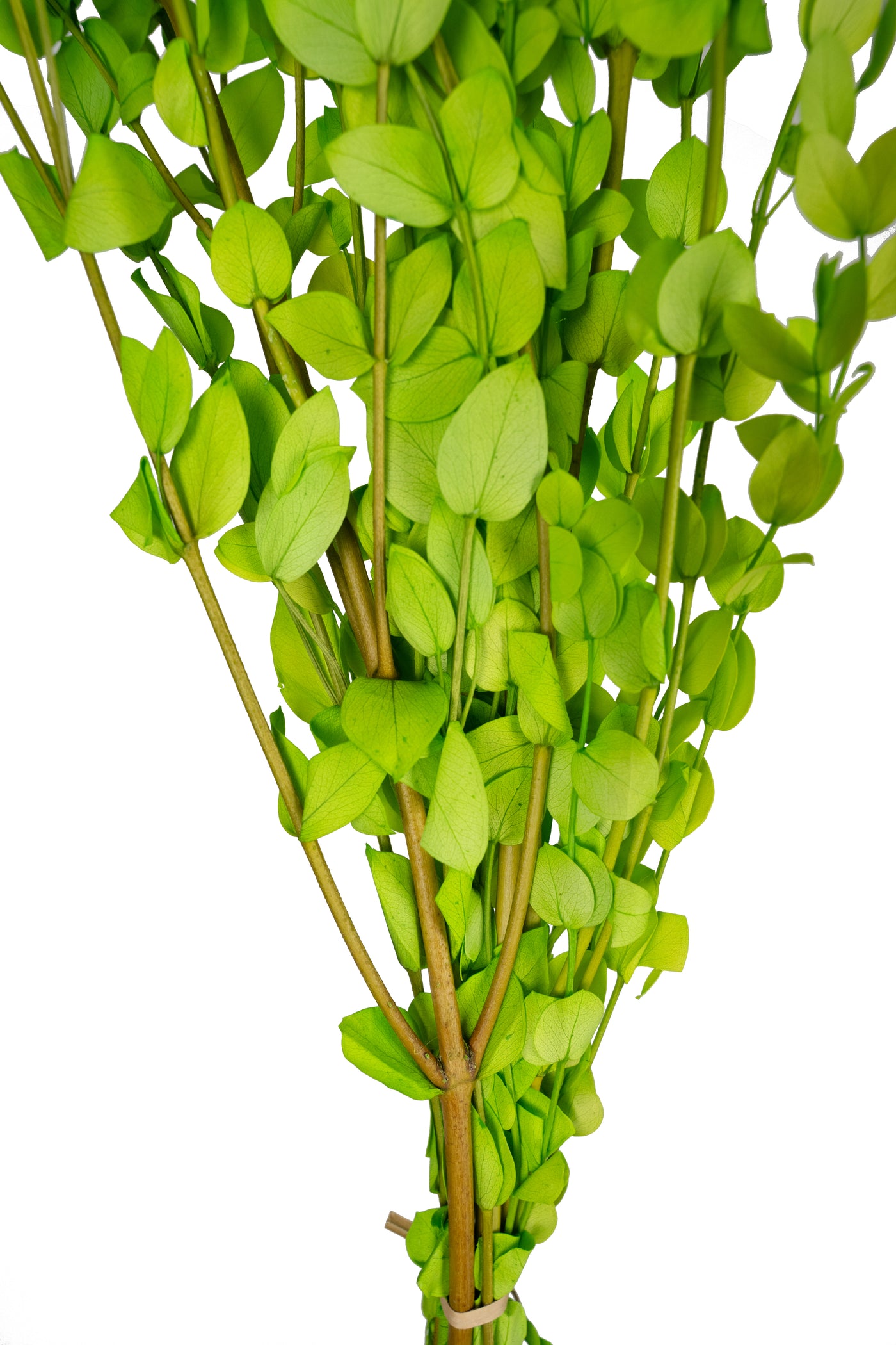 Crenguta conservata de Gume Eucalipt blue H60-70 cm. verde deschis