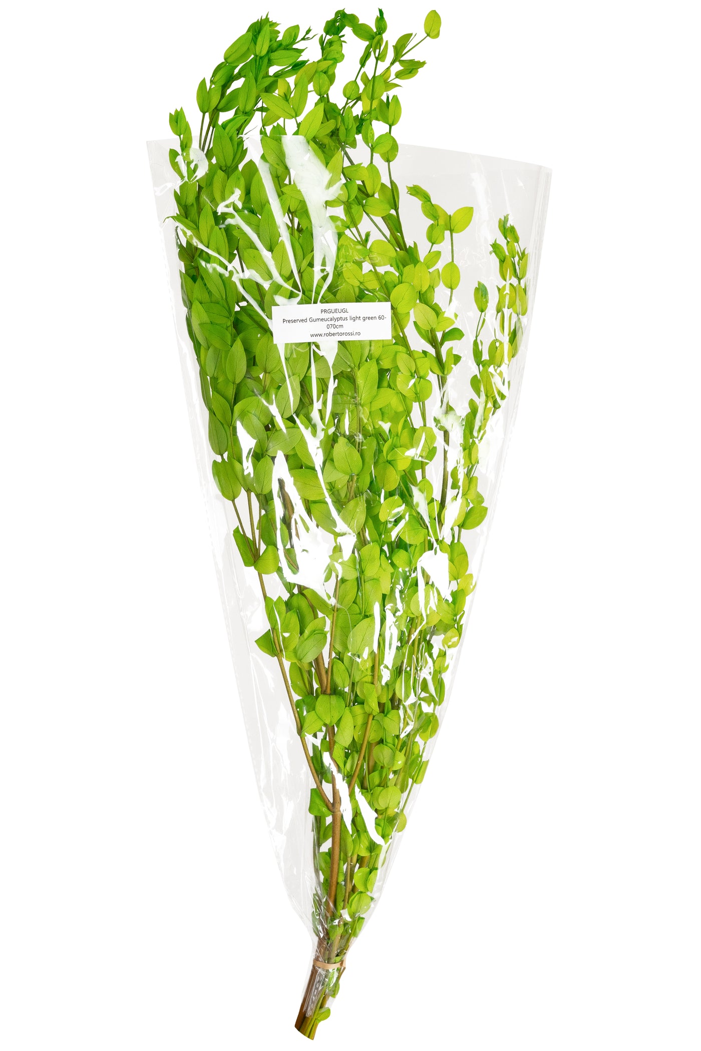 Crenguta conservata de Gume Eucalipt blue H60-70 cm. verde deschis