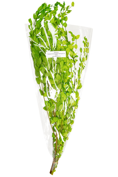 Crenguta conservata de Gume Eucalipt blue H60-70 cm. verde deschis
