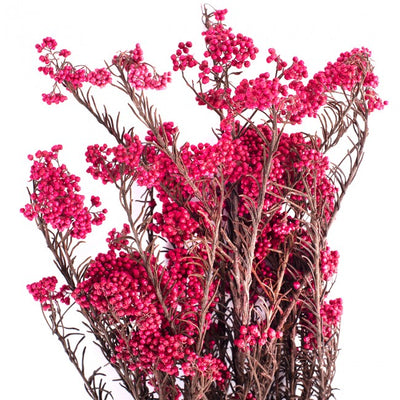 Crenguta conservata de Helychrisium diosmi H30-60 cm. rosu