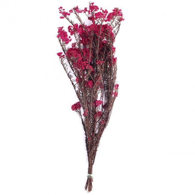 Crenguta conservata de Helychrisium diosmi H30-60 cm. rosu