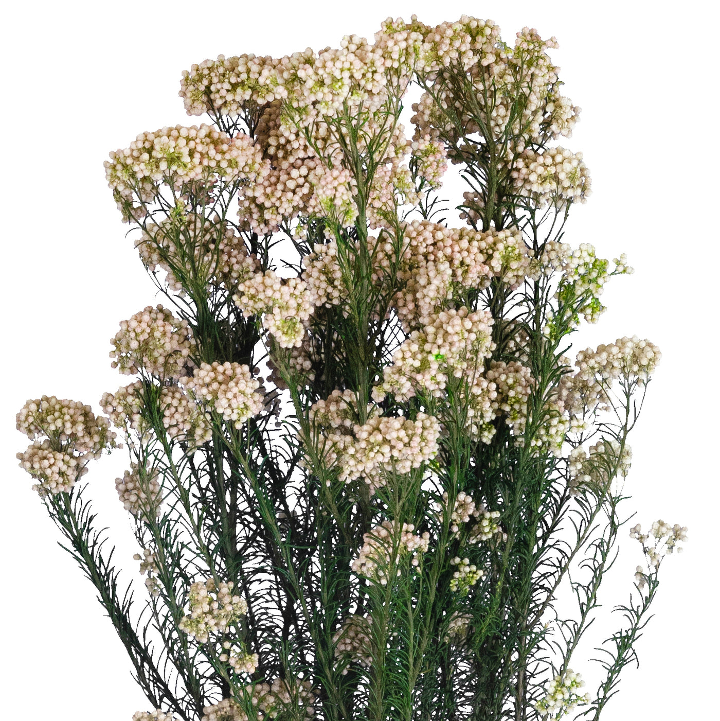 Crenguta conservata de Helychrisium diosmi H60-70 cm. alb