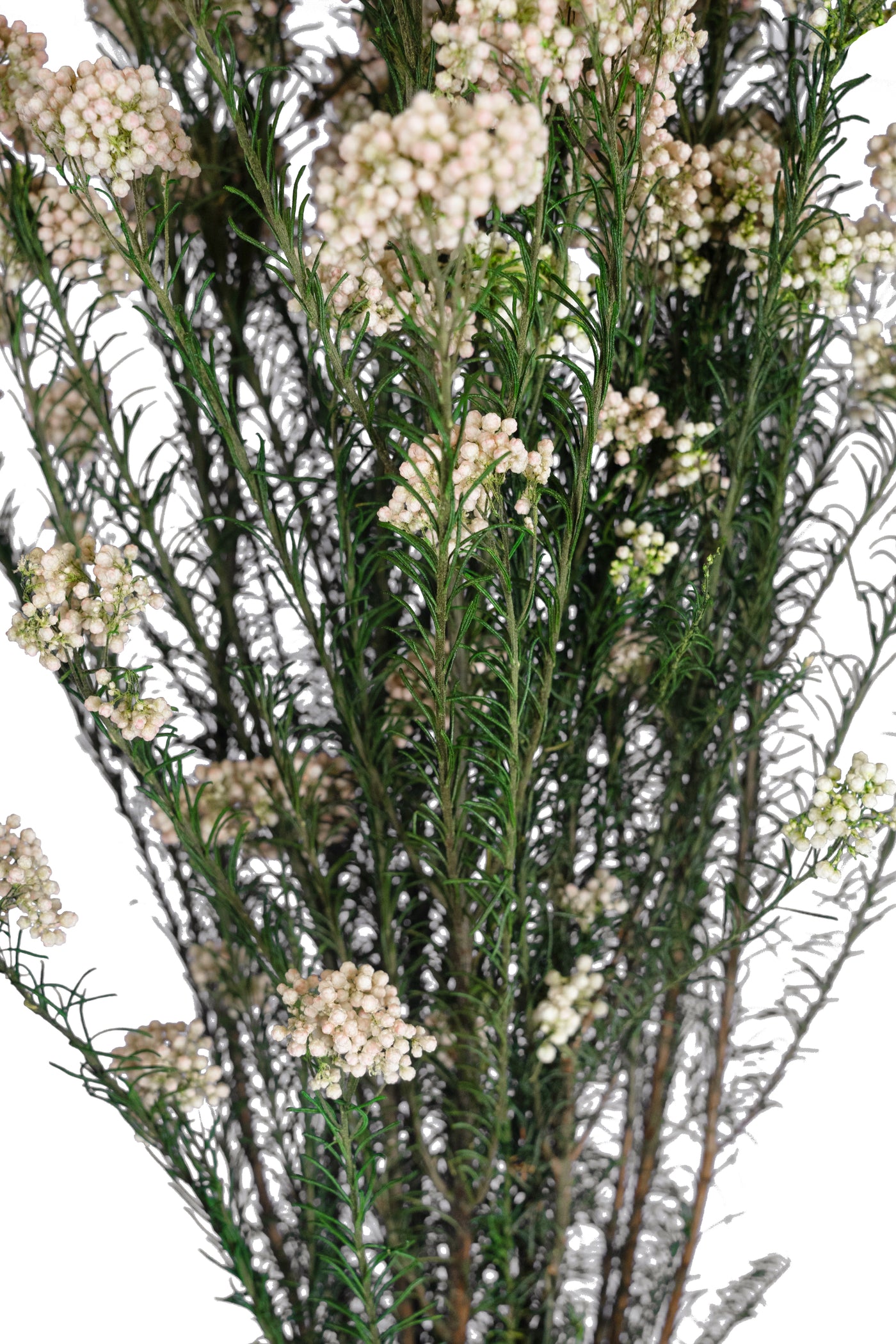 Crenguta conservata de Helychrisium diosmi H60-70 cm. alb