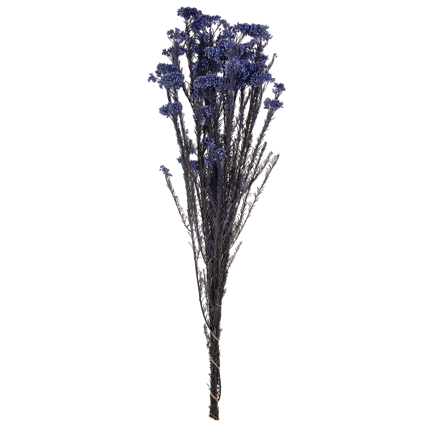 Crenguta conservata de Helychrisium diosmi H60-70 cm. albastru