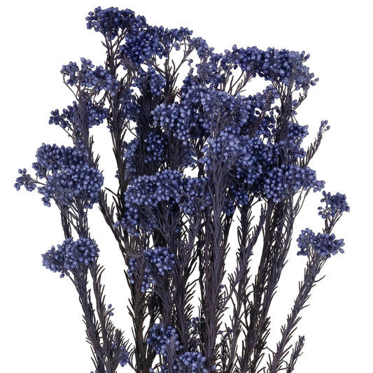 Crenguta conservata de Helychrisium diosmi H60-70 cm albastru