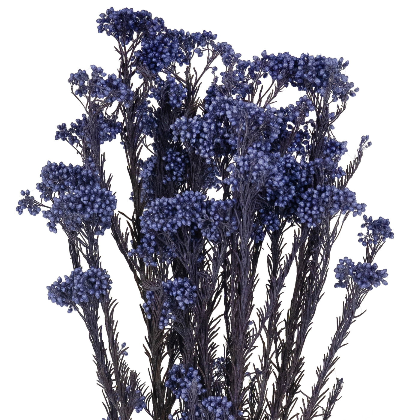 Crenguta conservata de Helychrisium diosmi H60-70 cm albastru