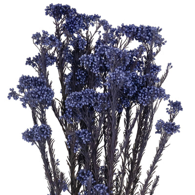 Crenguta conservata de Helychrisium diosmi H60-70 cm albastru