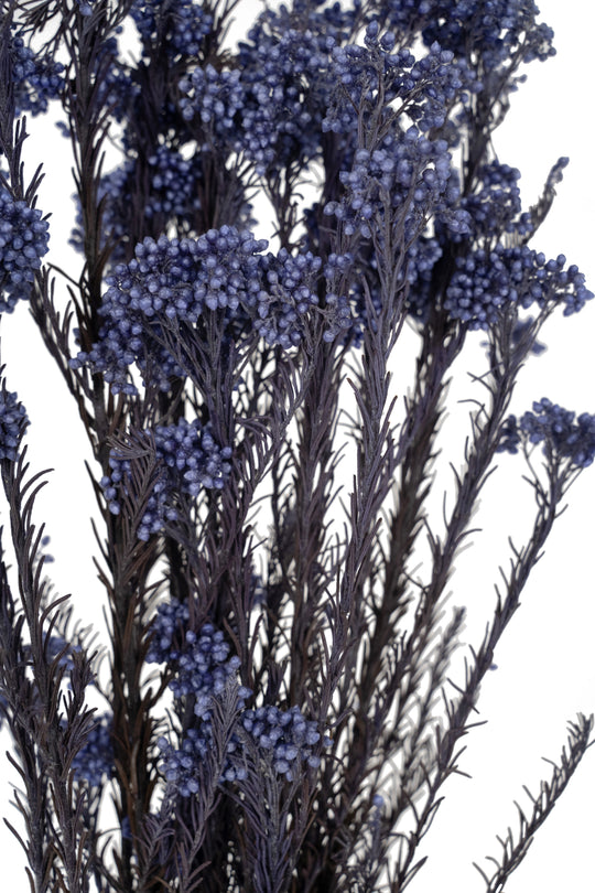 Crenguta conservata de Helychrisium diosmi H60-70 cm albastru