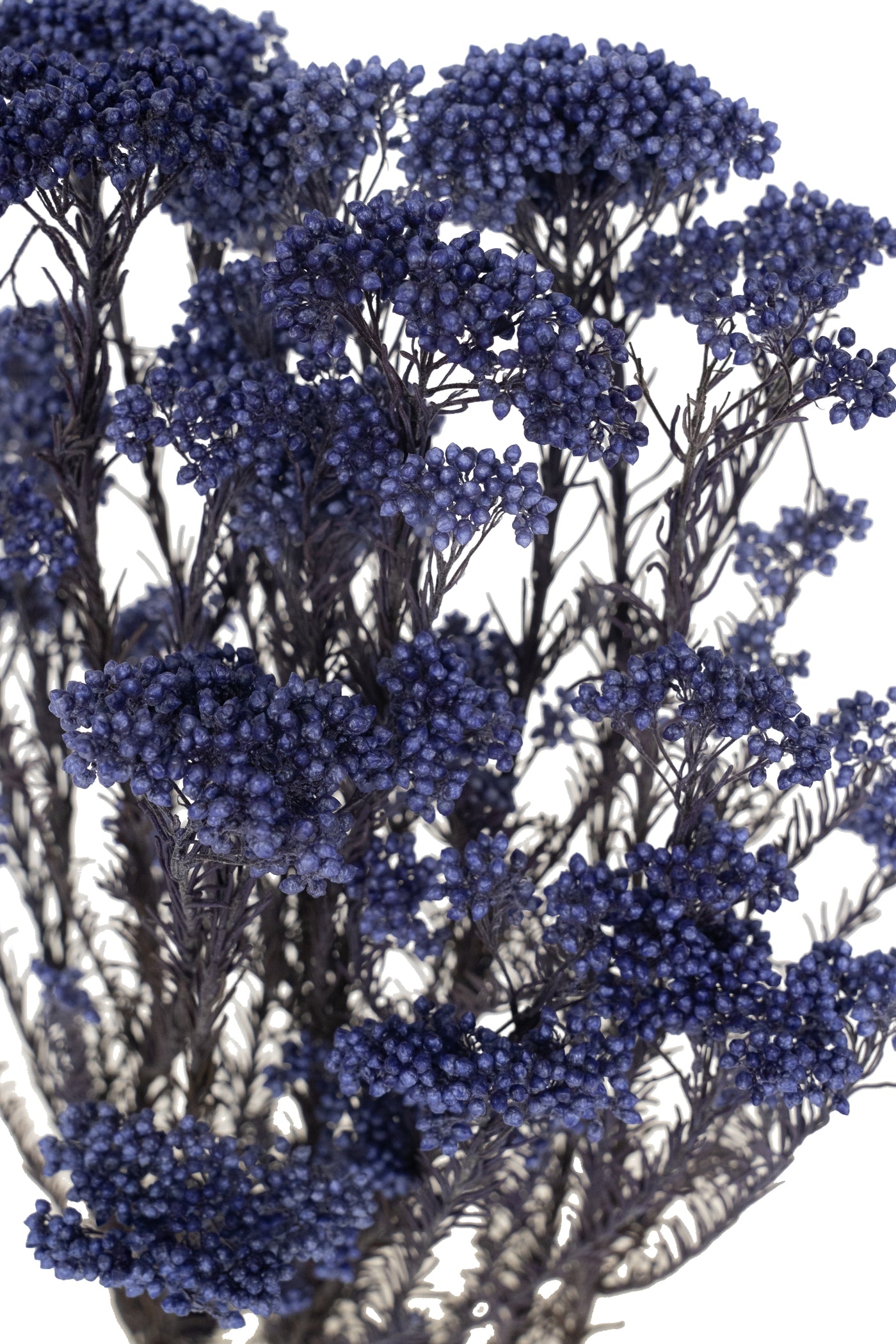 Crenguta conservata de Helychrisium diosmi H60-70 cm albastru