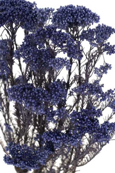 Crenguta conservata de Helychrisium diosmi H60-70 cm albastru