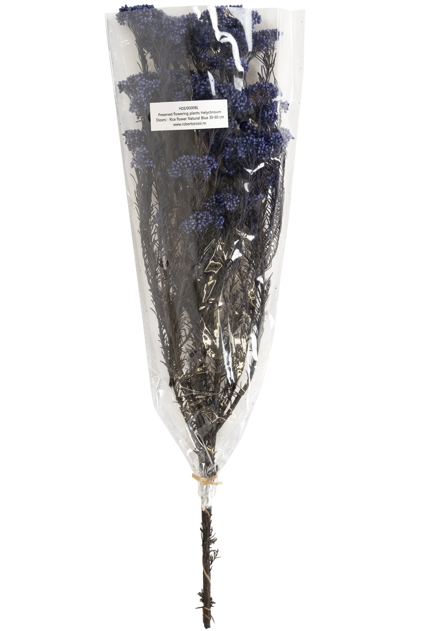 Crenguta conservata de Helychrisium diosmi H60-70 cm albastru