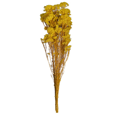 Crenguta conservata de Helychrisium diosmi H60-70 cm. galben