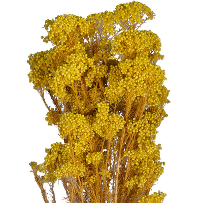 Crenguta conservata de Helychrisium diosmi H60-70 cm galben