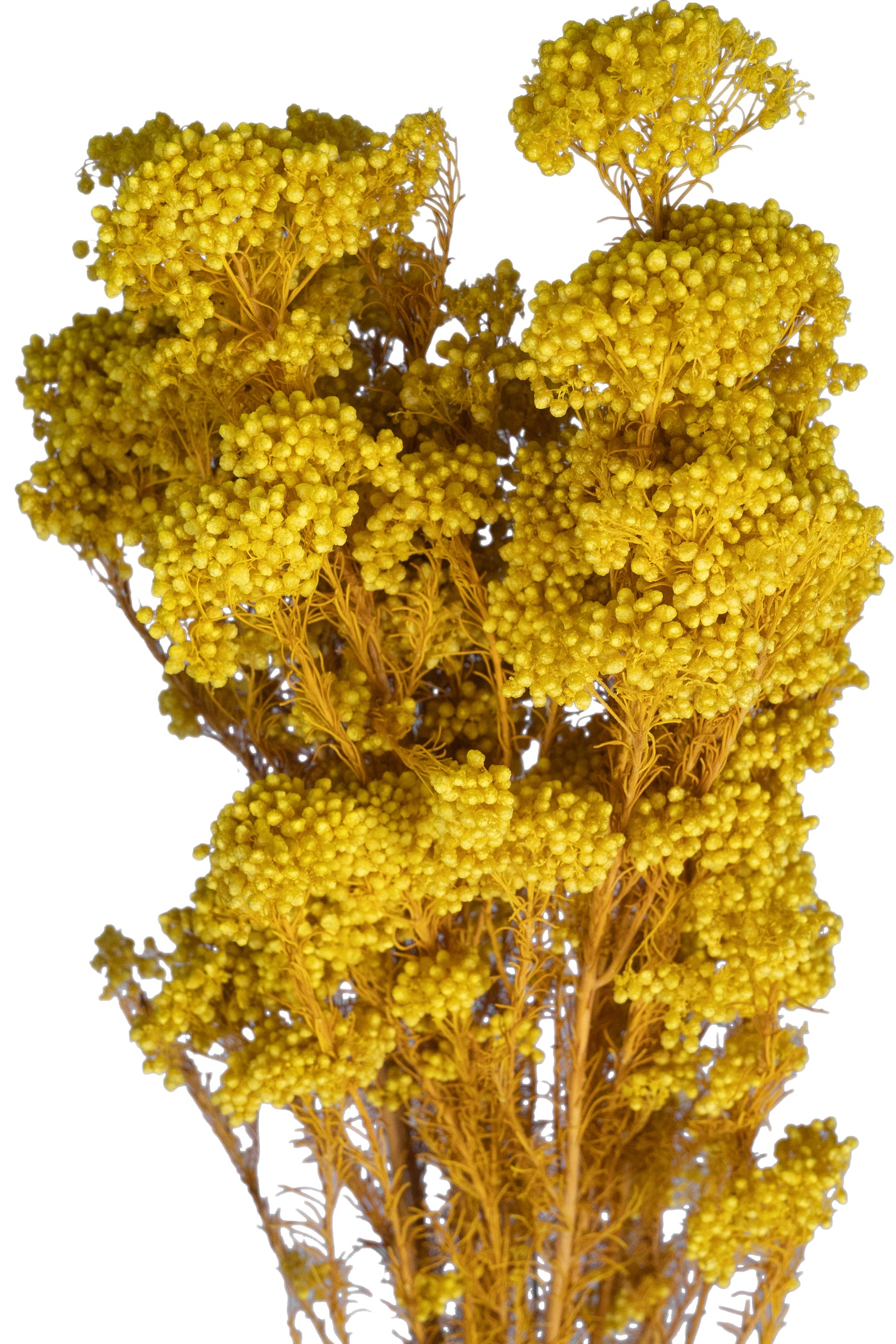 Crenguta conservata de Helychrisium diosmi H60-70 cm galben
