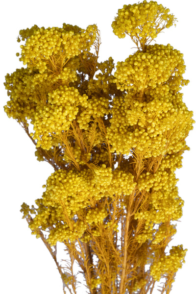 Crenguta conservata de Helychrisium diosmi H60-70 cm galben