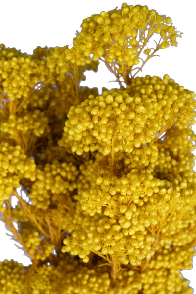 Crenguta conservata de Helychrisium diosmi H60-70 cm galben