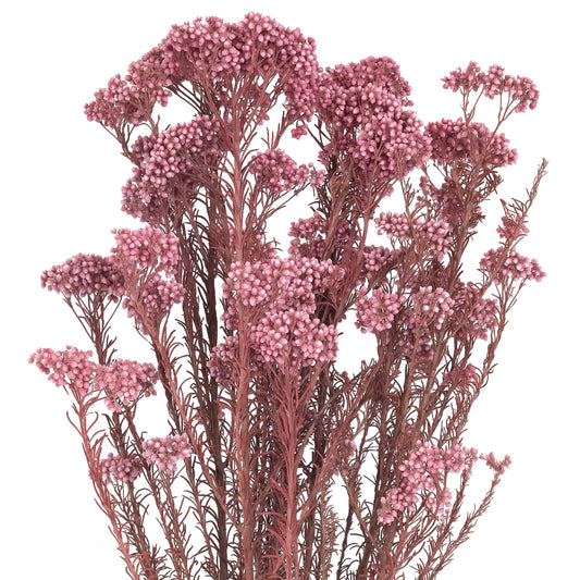 Crenguta conservata de Helychrisium diosmi H60-70 cm mov