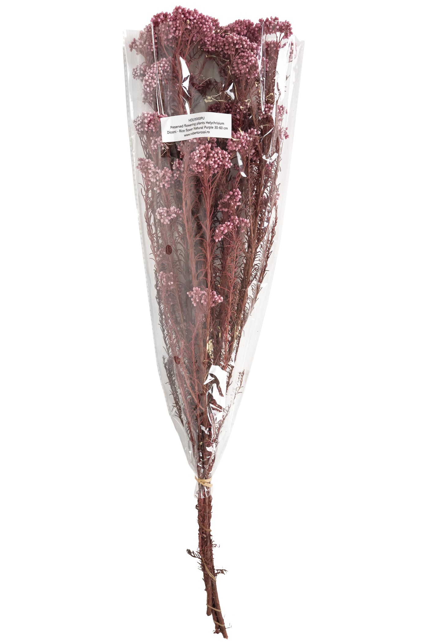 Crenguta conservata de Helychrisium diosmi H60-70 cm mov